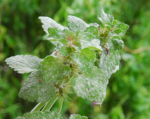 Neoerysiphe galeopsidis Neoerysiphe galeopsidis (De Candolle 1815) U. Braun 1999 Wirt: Lamium purpureum - Rote Taubnessel Verbreitung: weit verbreitet und relativ häufig. Bemerkungen:...